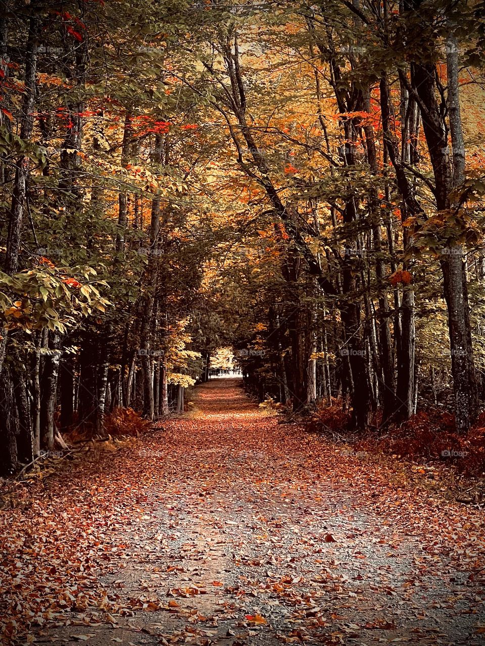 A road covered by fall foliage in the evening.