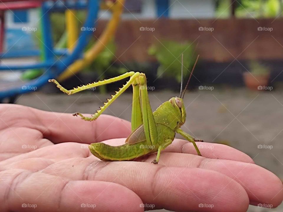 green grashopper