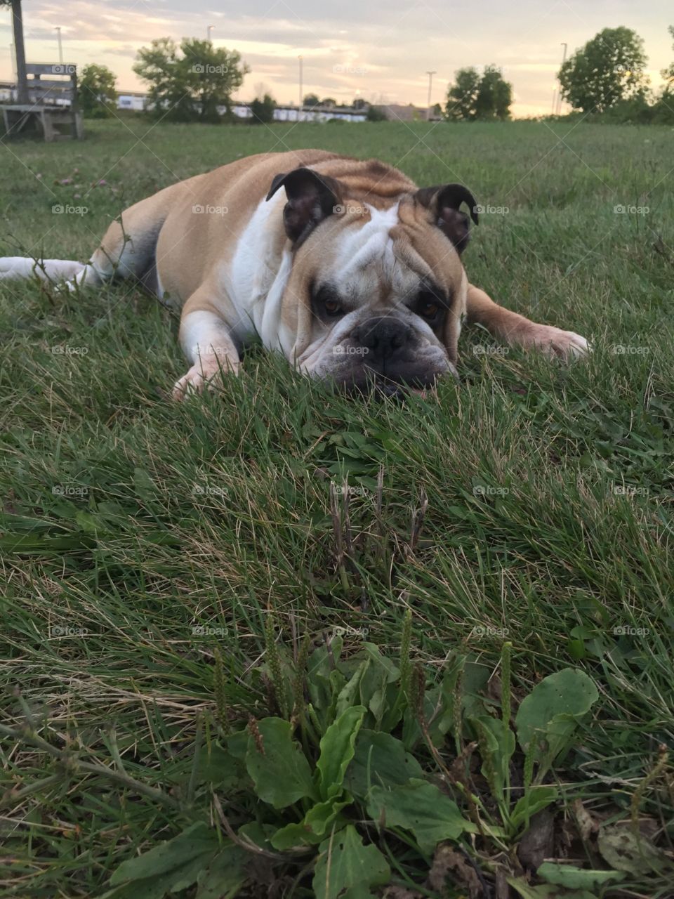 Cute bull dog in the grass