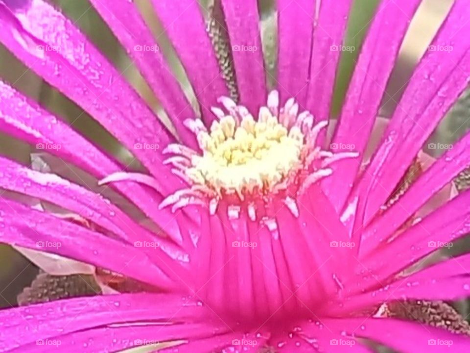 Pink flower