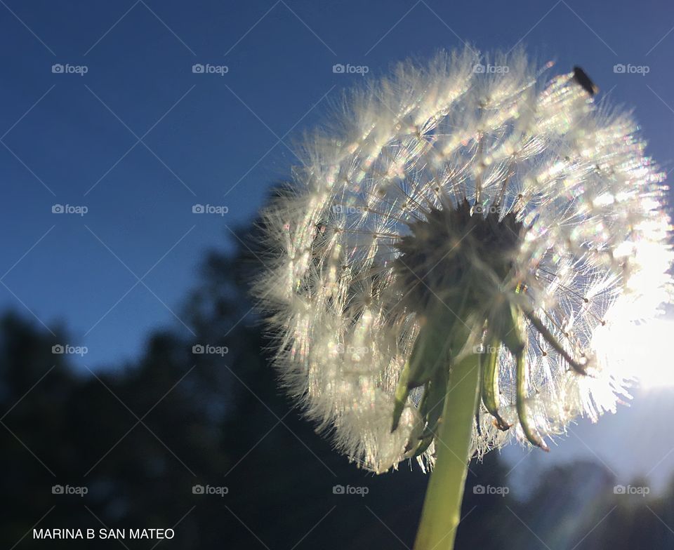 Closeup dandelion 