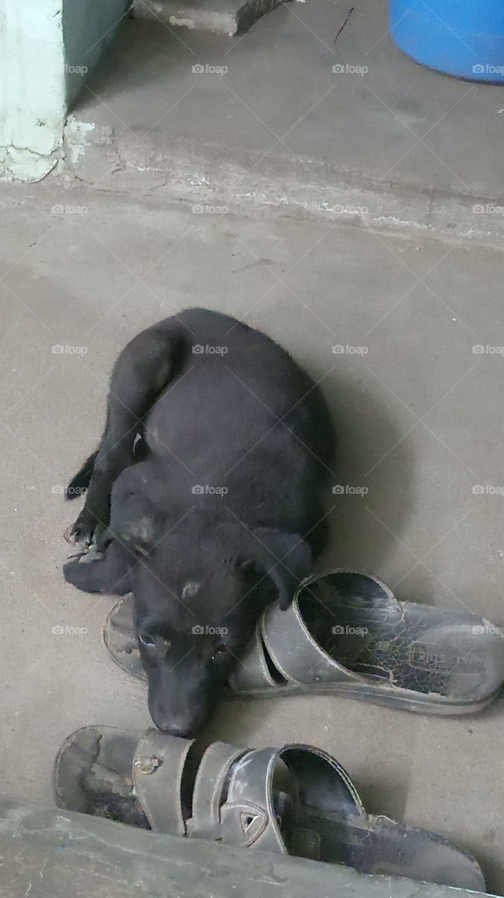 The dog is rest on slepper very nice