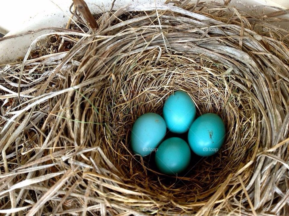 Robin's Eggs