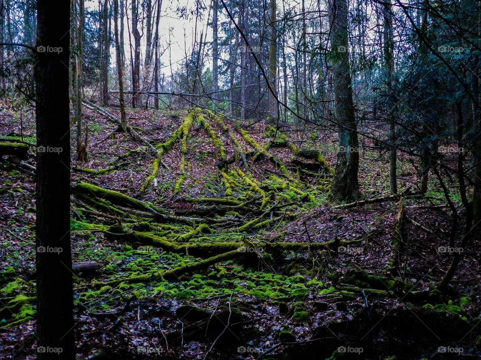 fallen trees In the woods