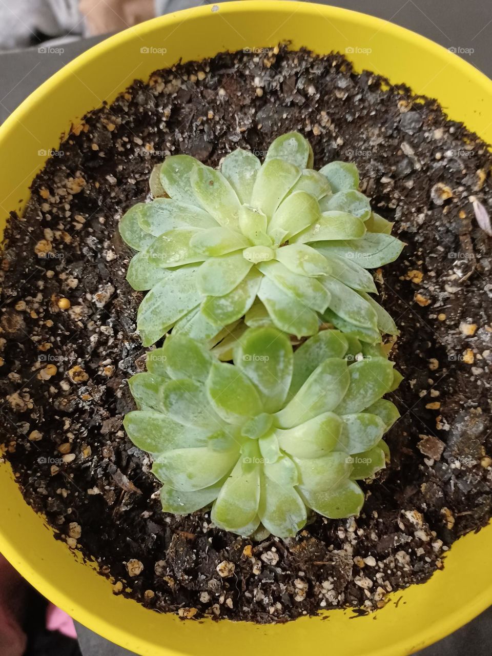 succulent, symmetry, gorgeous, easy, flower