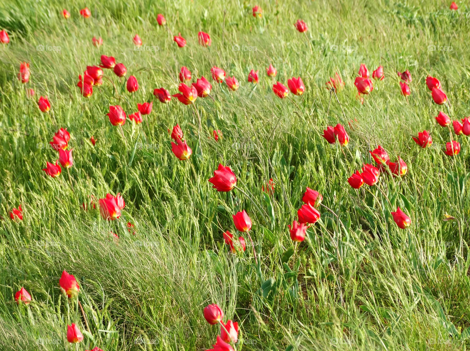 Wild tulips in Kalmykia