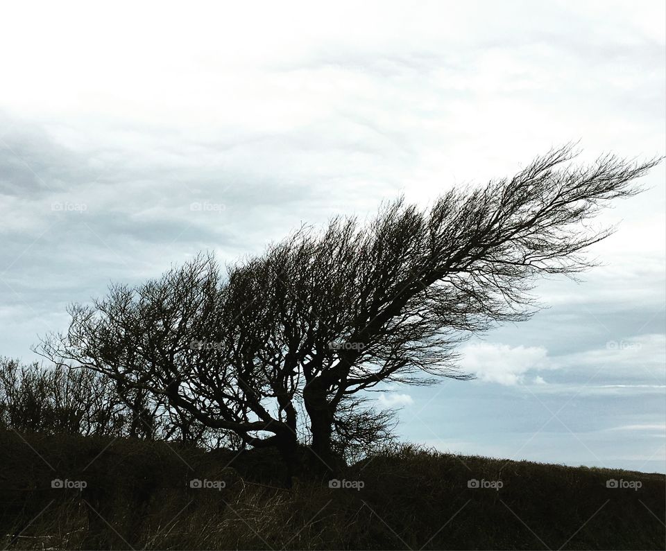 Windy day 