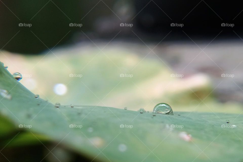 water on the leaf