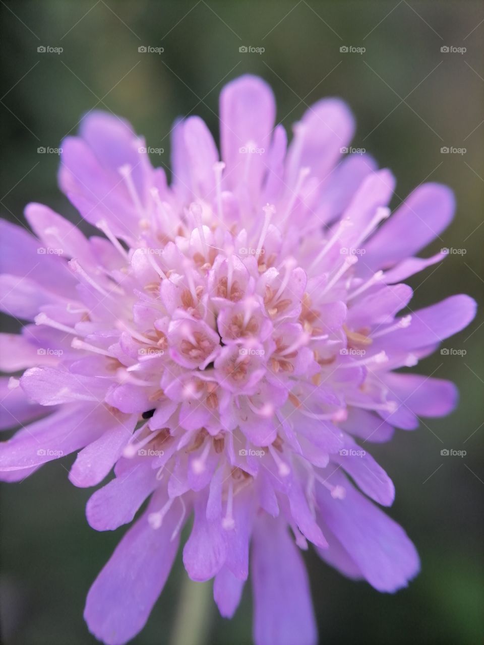 Flowers, roses, daisies, sky, summer, wild flowers, macro, insects, violet,