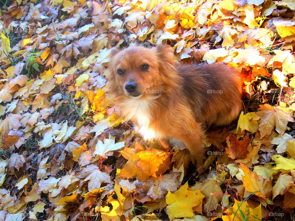 В лесу рыжая с белой грудкой маленькая собачка сидит на опавших желтых кленовых листьях.