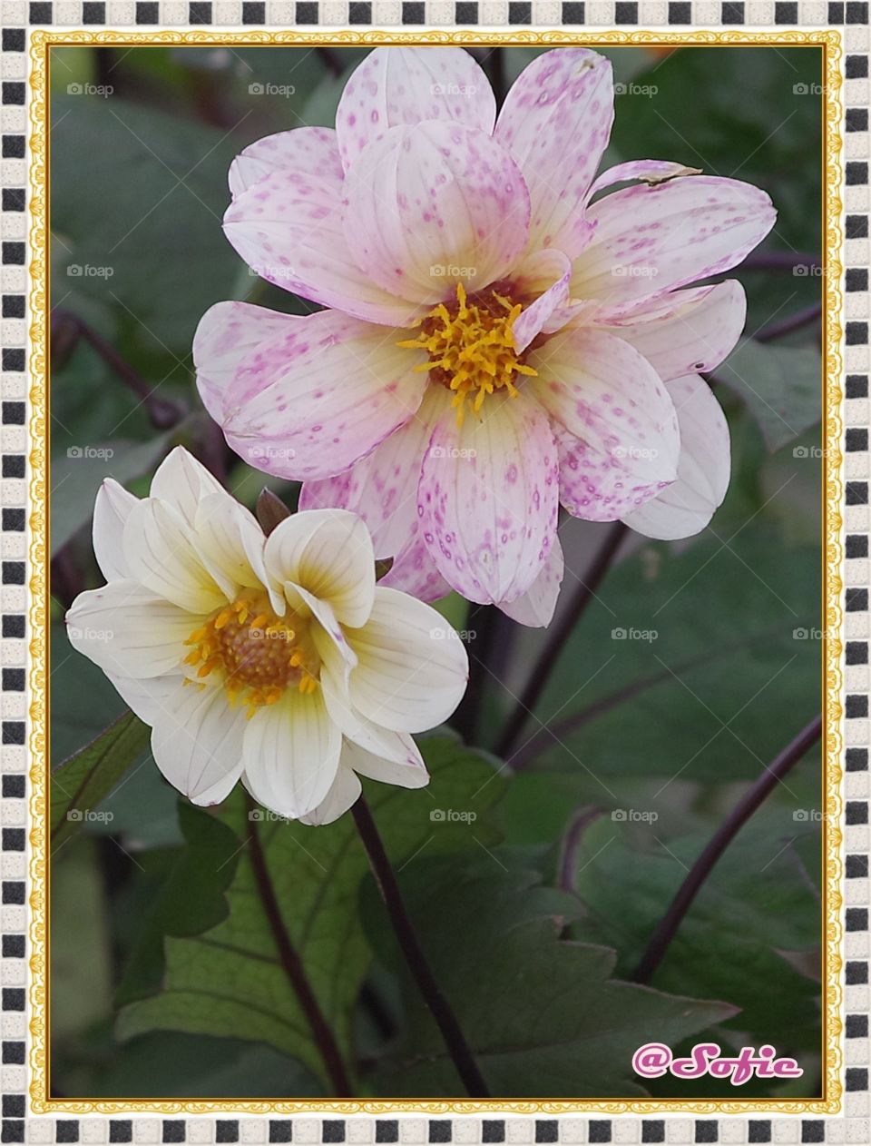 Flowers ~ Fleurs - 13