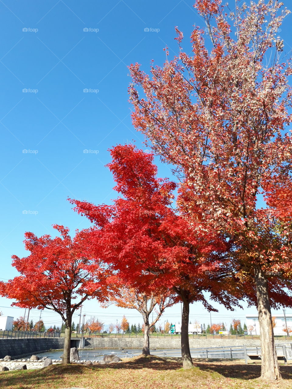 日本の紅葉