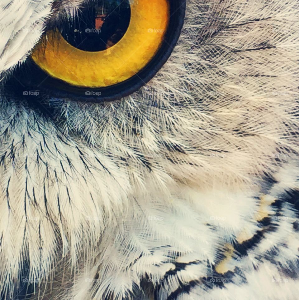 Owl be watching you 