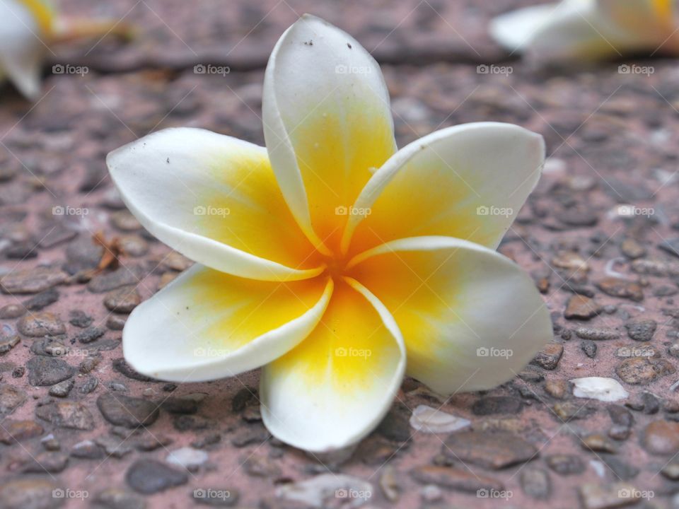 Close up of Frangipani flower on the floor