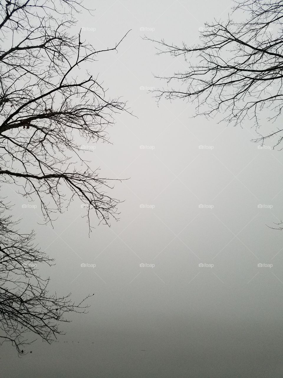 foggy with trees in the background