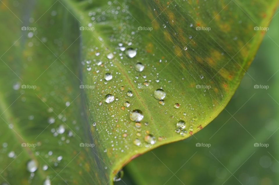 Leaf with Water Droplets 
