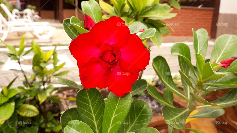 Adenium obesum é uma espécie de planta pertencente à família Apocynaceae, nativa das regiões do Sahel, ao sul do Saara, e da África tropical e oriental e subtropical do sul e da Arábia. É popularmente chamada de rosa do deserto.