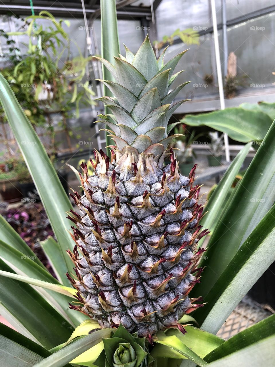 Home grown pineapple in a greenhouse 