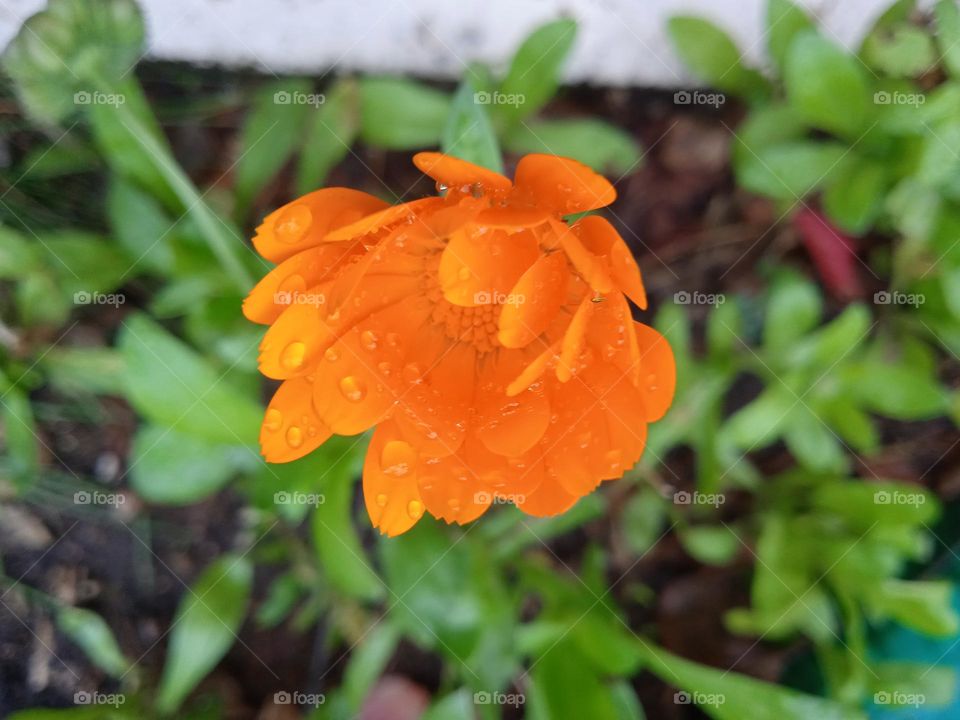 Calendula after rain in the city flower bed