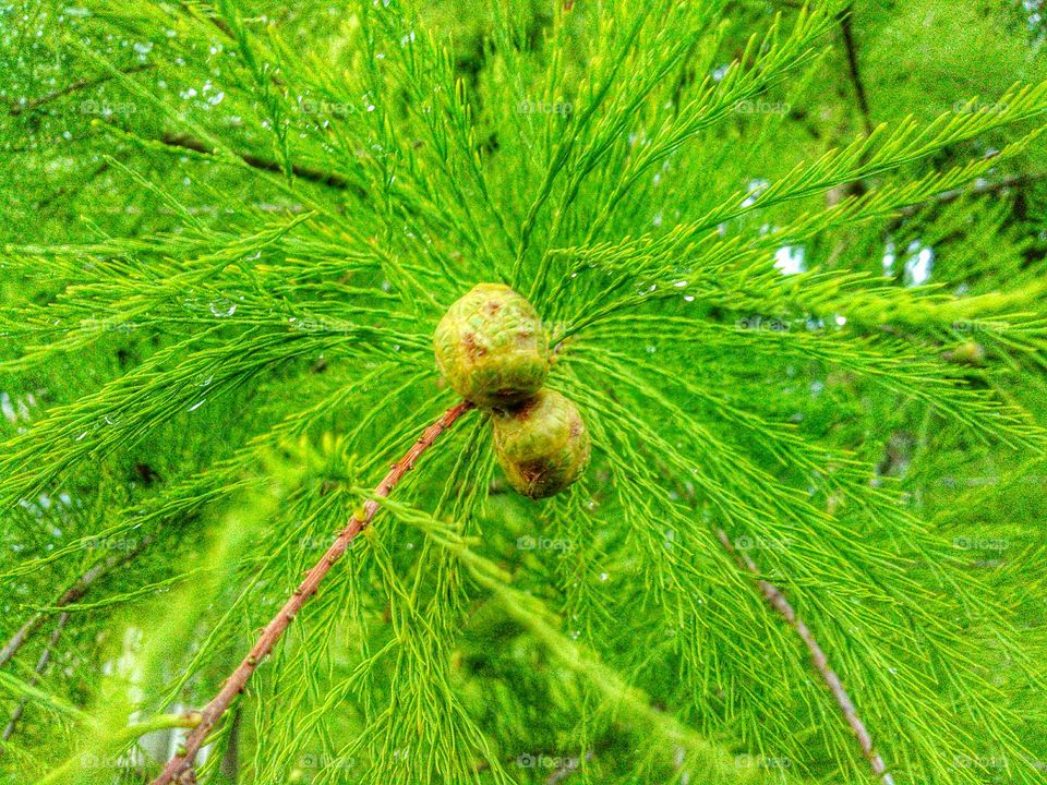 Close-up of cypress tree. Cypress leafs and seeds during summer rain