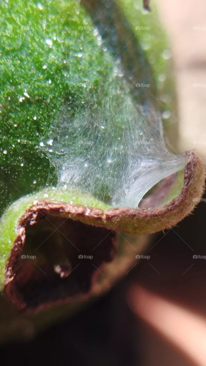 guava