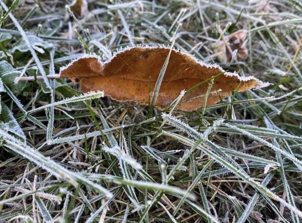 Morning frost