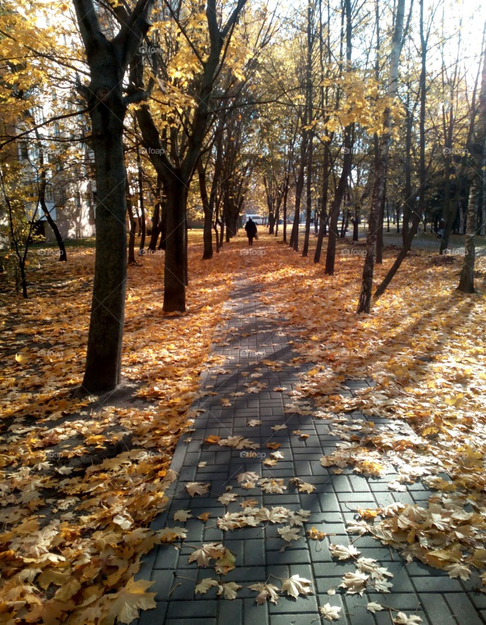 Fall, Tree, Wood, Leaf, Road