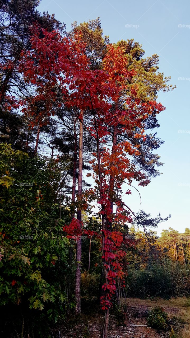 Autumn in the forest.