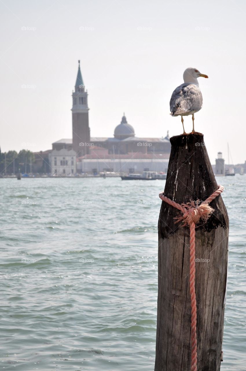 Seagull standing on a wooden post with Venice landscape and sea in the background 