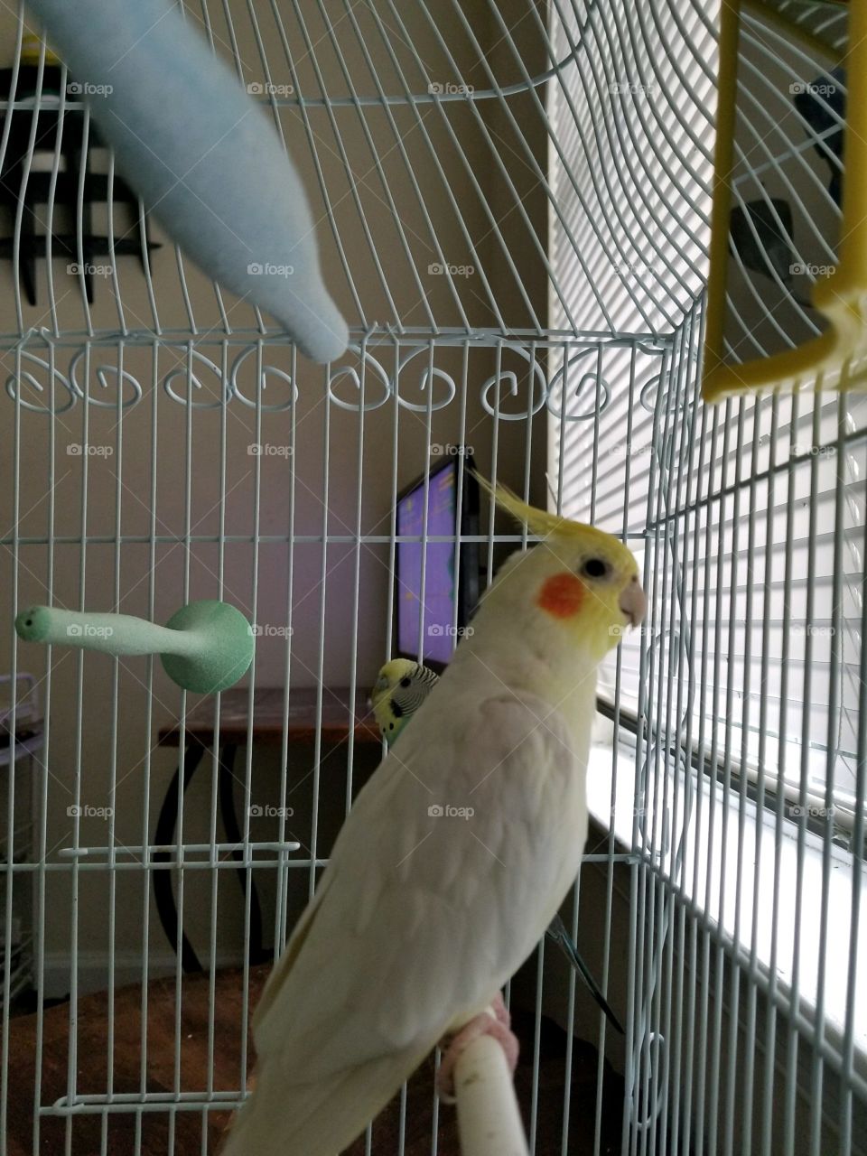 cockatiel