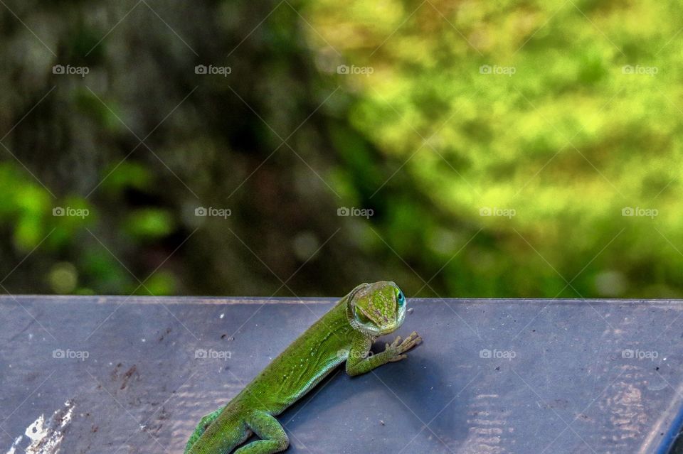 A green anole stare