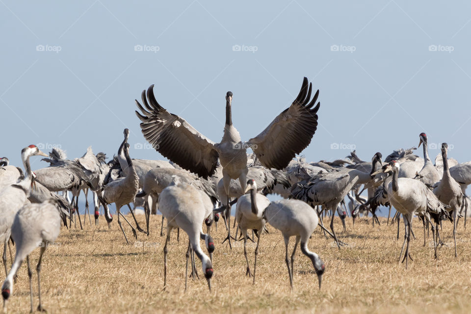 Wild crane bird dancing at lake Hornborga Sweden 