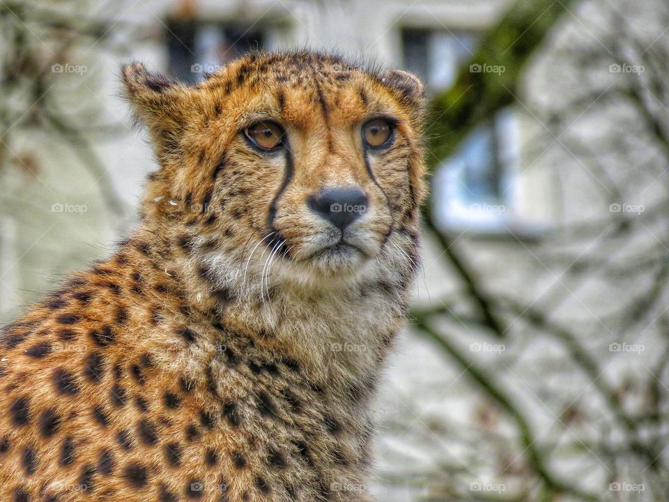 Leopard eyes city wildlife