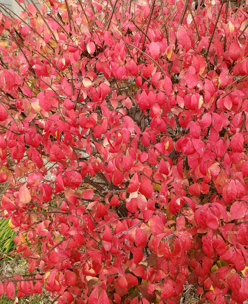 Fall Leaves