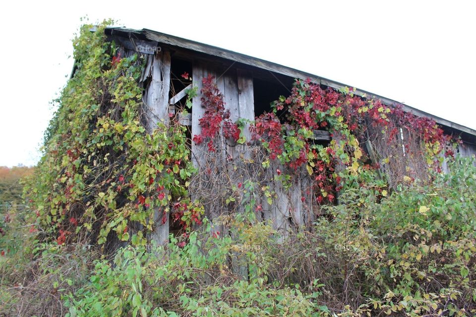 Overgrown vines on an abandoned barn 