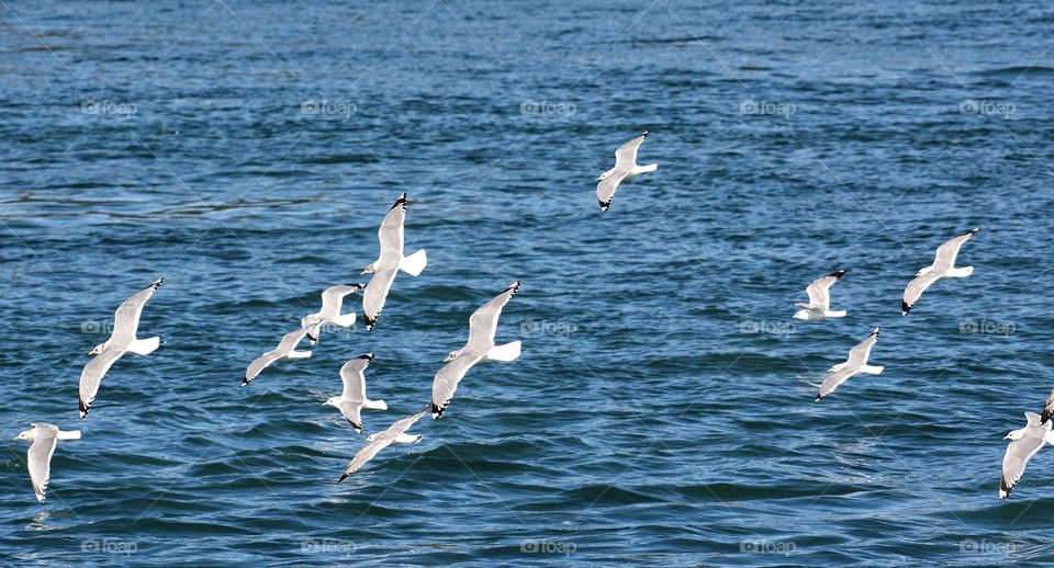 Sea gull in flight