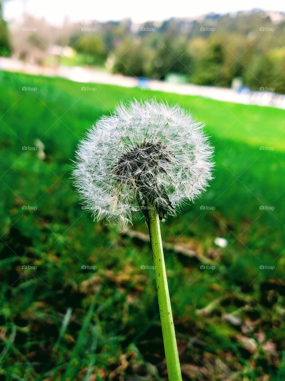 Dandelion