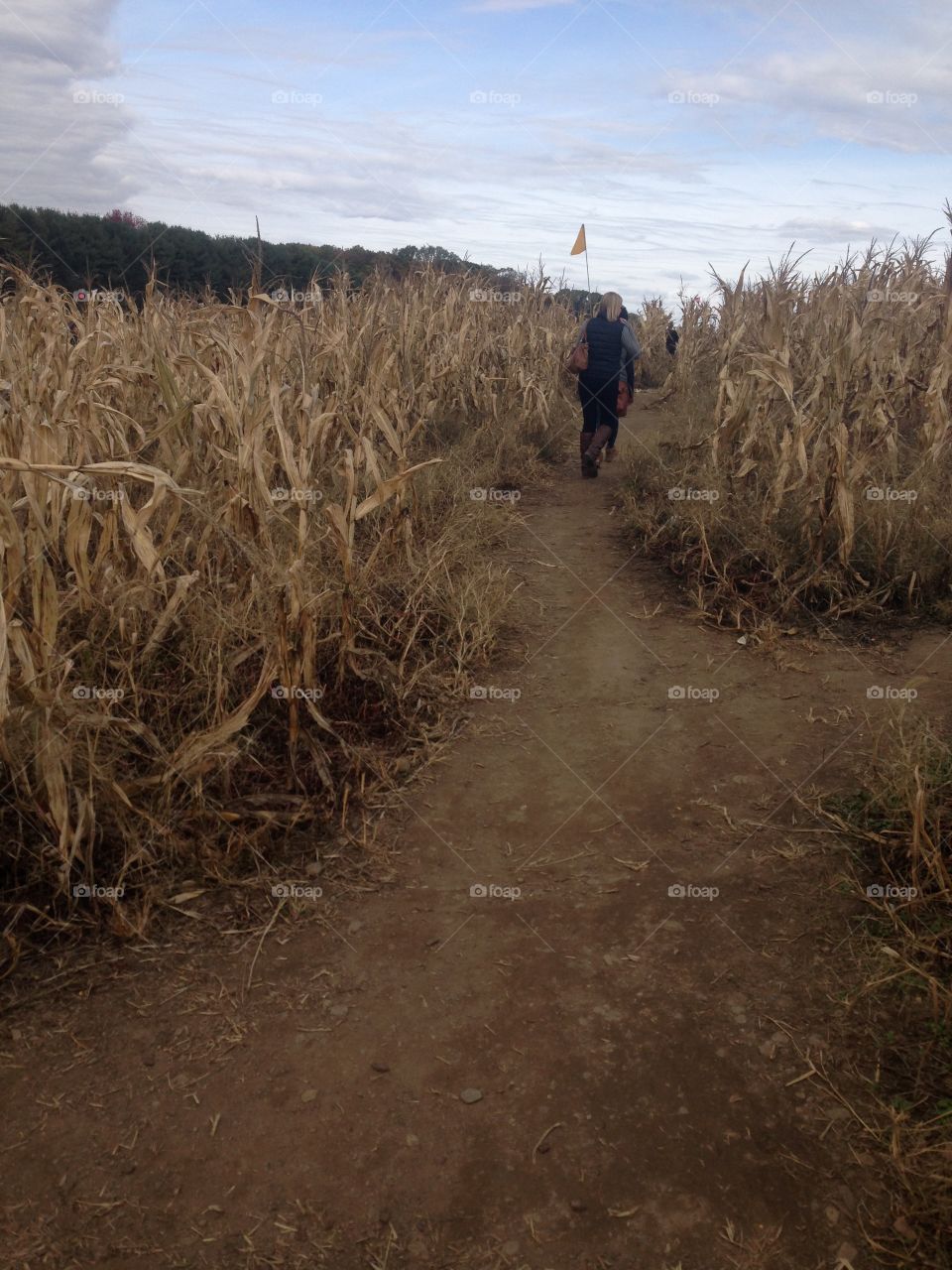 Pennsylvania cornfield. Fun weekend in PA at Lillivan farms