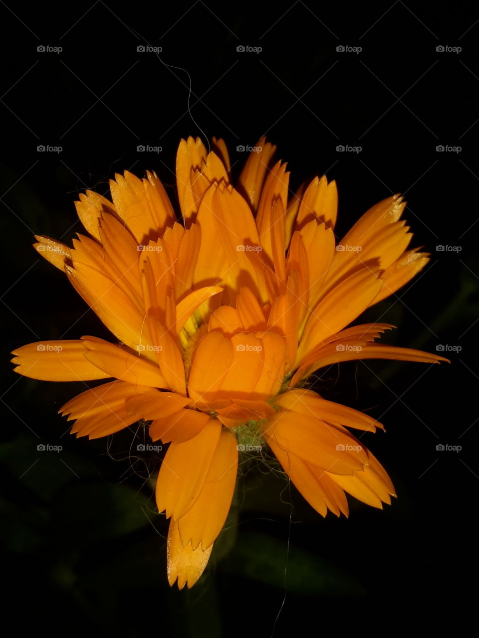 Orange flower in the night