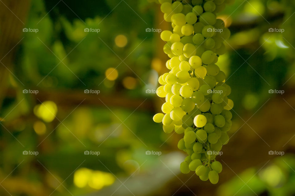 green italy vineyard yellow by kuzeytac