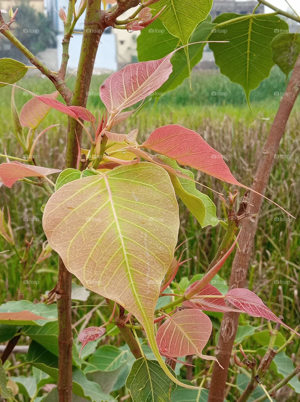 beautiful leaf