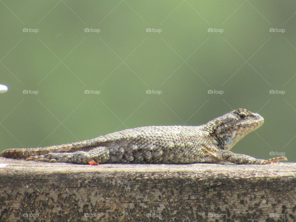 Lizard, Reptile, No Person, Wildlife, Nature