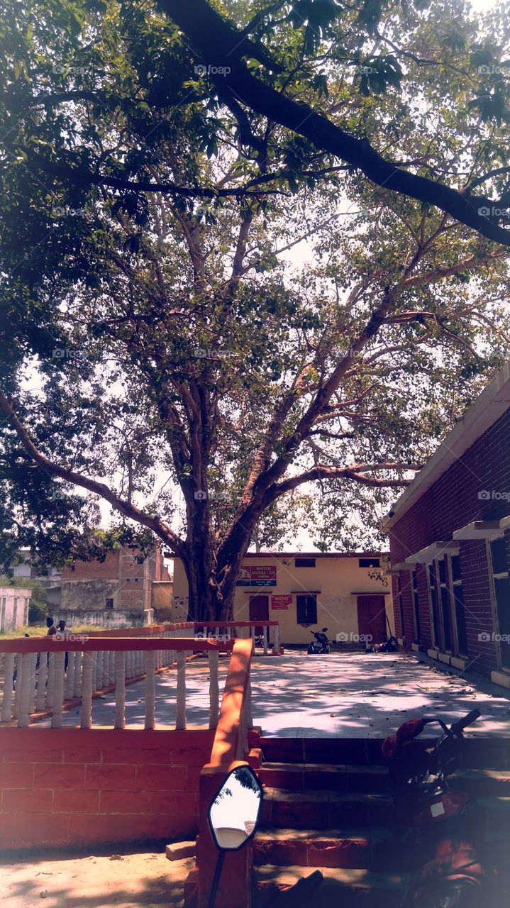 Nice Look UP India Paid