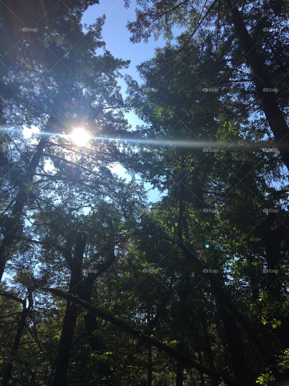 Light shines down through the tall, green trees