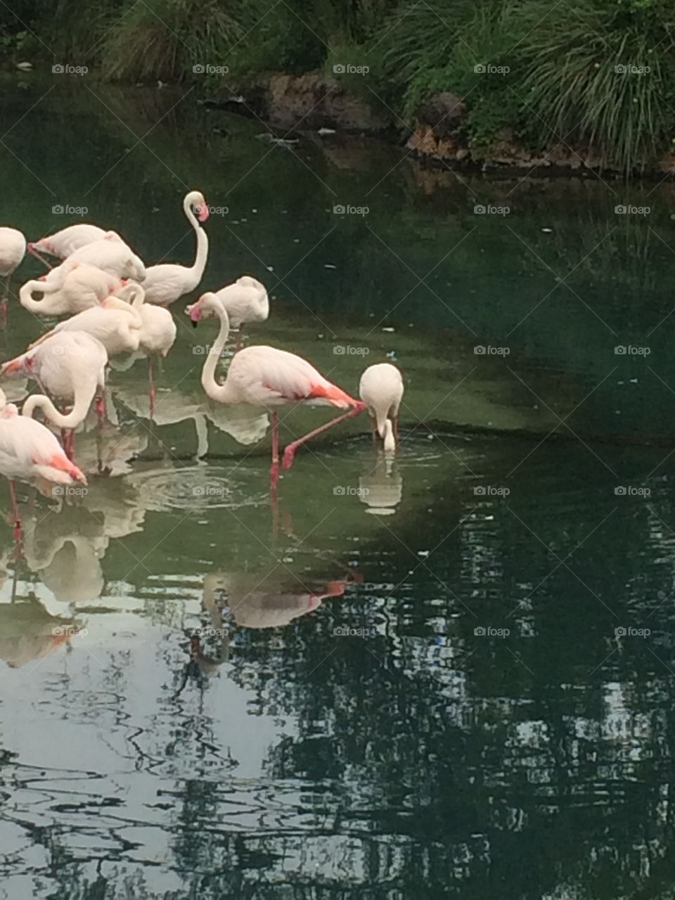Flamingos are pink natural beautys.