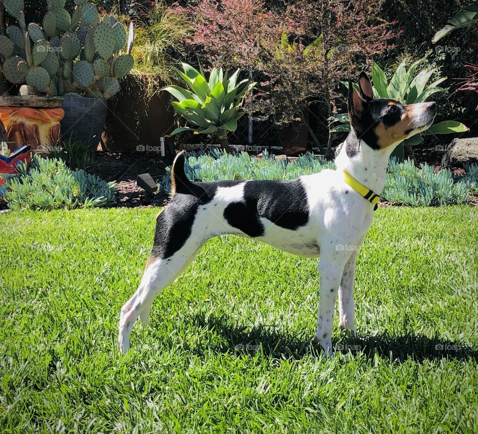 Rat Terrier standing on green grass. Side profile looking up.