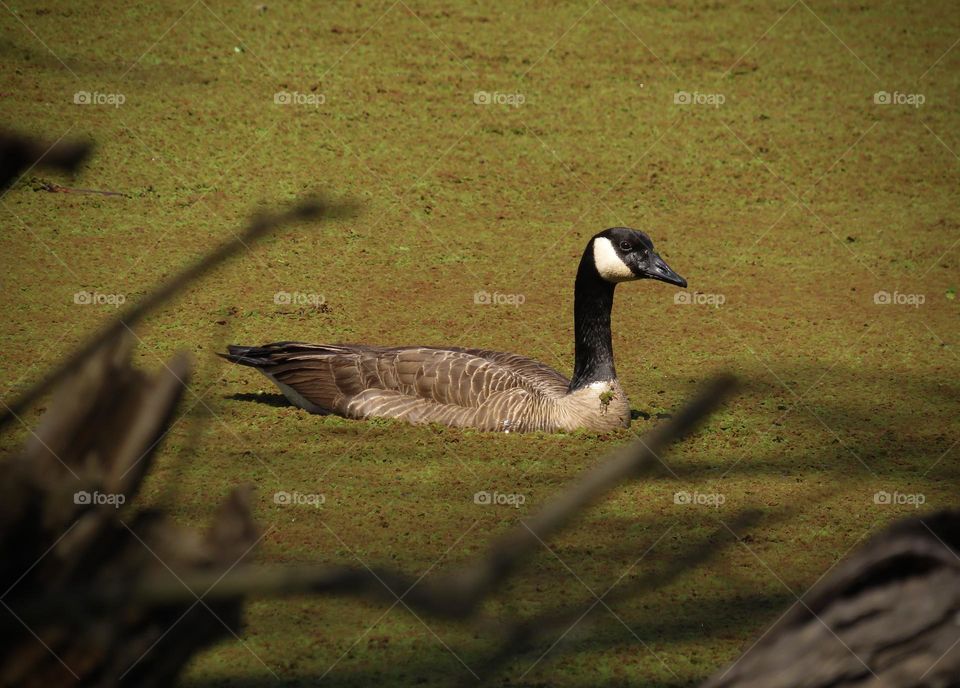 Canada Goose Swimming Through Duck Weed
