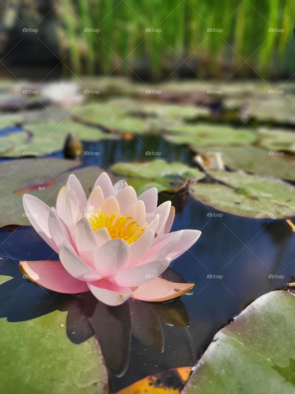 Wasserrose , so wunderschön