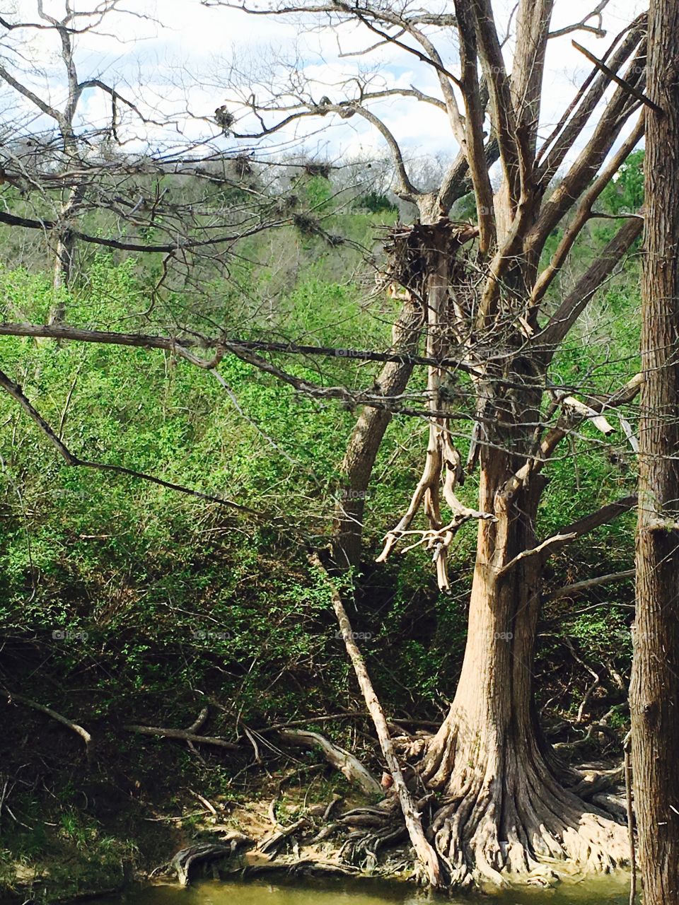 McKinney Falls TX 
Flooding put a tree in a tree, about 30 feet in the air. 
