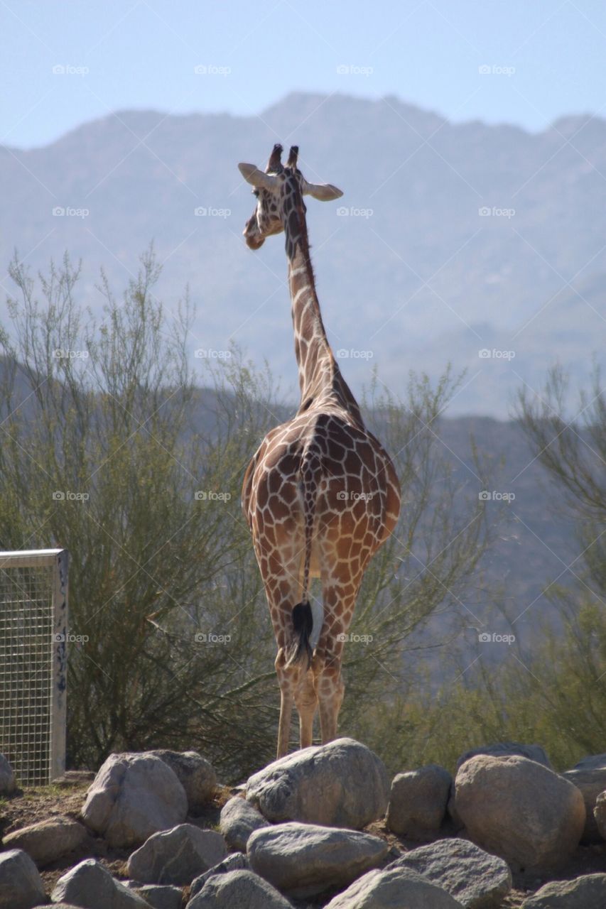Giraffe backside